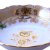 Салатник 23 см  Bohemia Porcelan Moritz Zdekauer 1810 s.r.o. "Магнолия /Бежевая /Золотая роза" / 052706